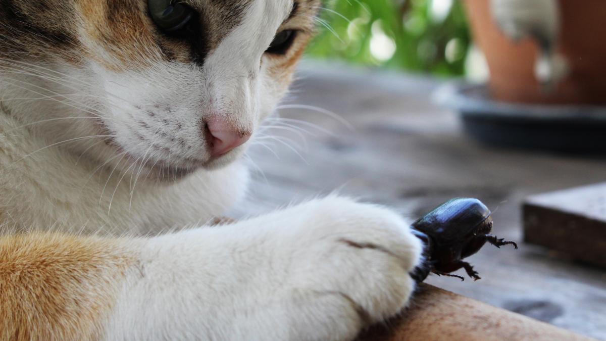 pisica-insecta_59055600