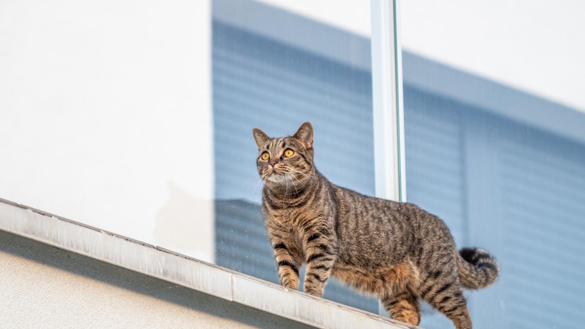 pisica-sus-saritura_89085400