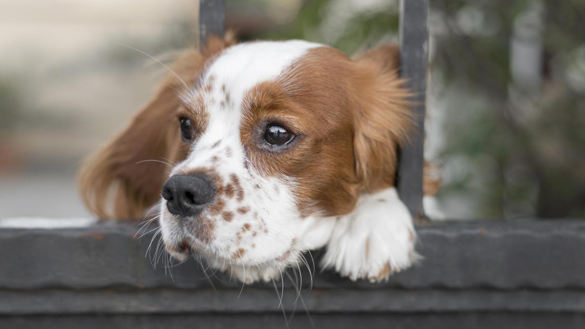 adorable-dog-caine_14863400