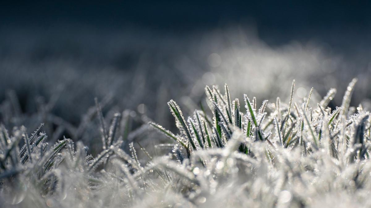 cod-galben-ger-anm_04921900