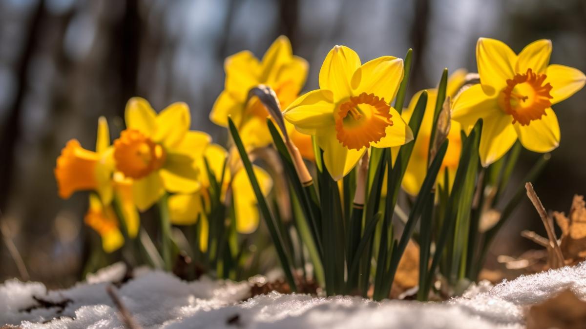 yellow-flower-blooms-vibrant-spring-meadow-generated-by-ai_50623200