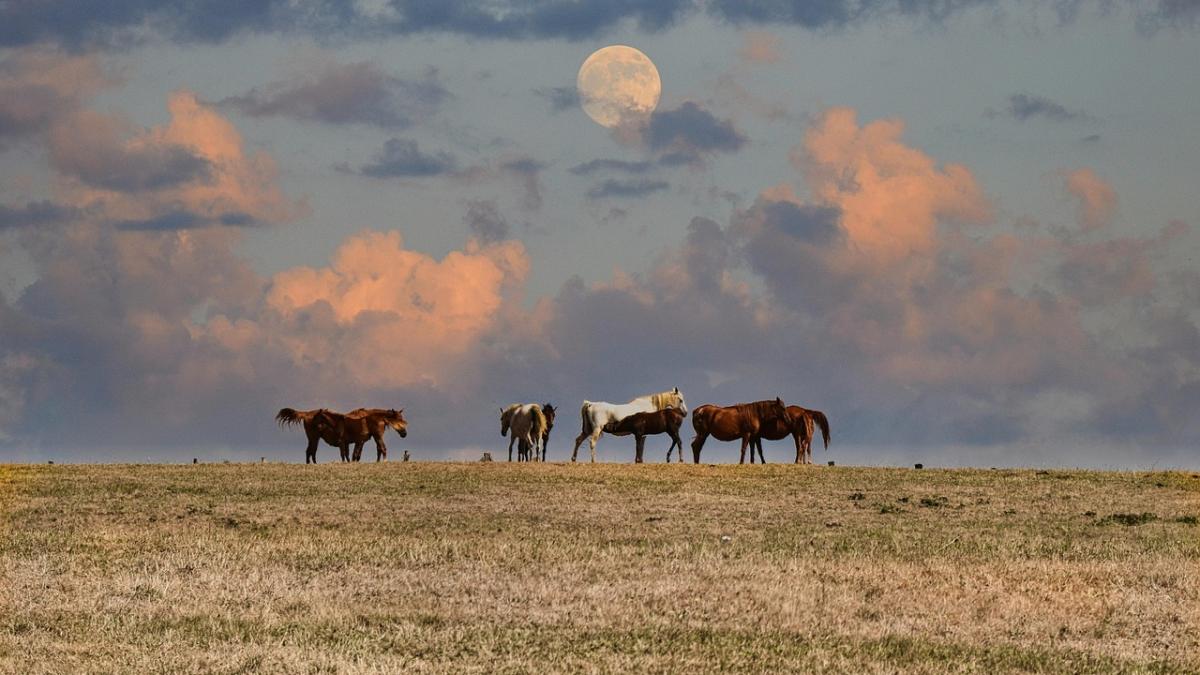 animal-7050010_1280_50239200