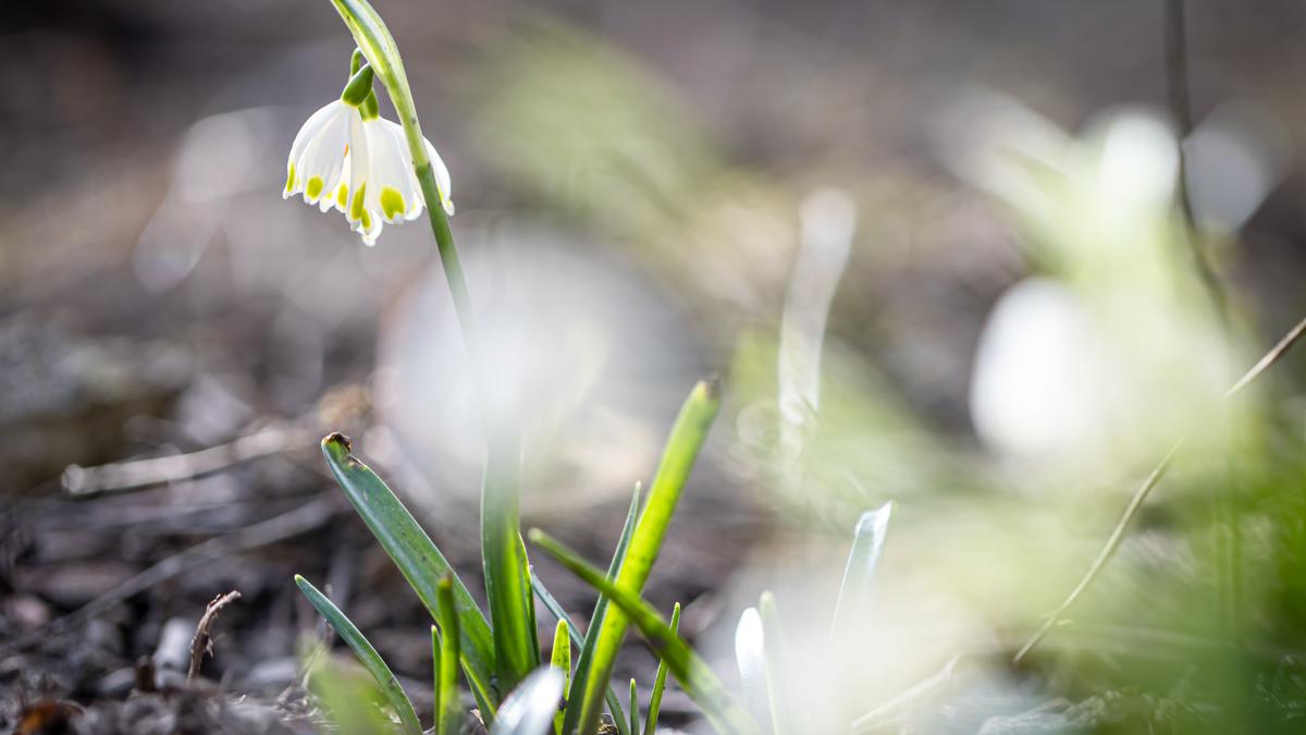 close-up-snowdrops-ground-macro-photography_04863700