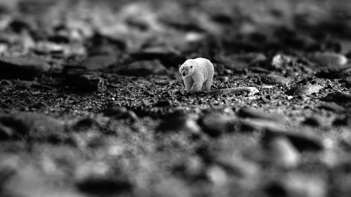 polar-bear-4333417_1280_20996100