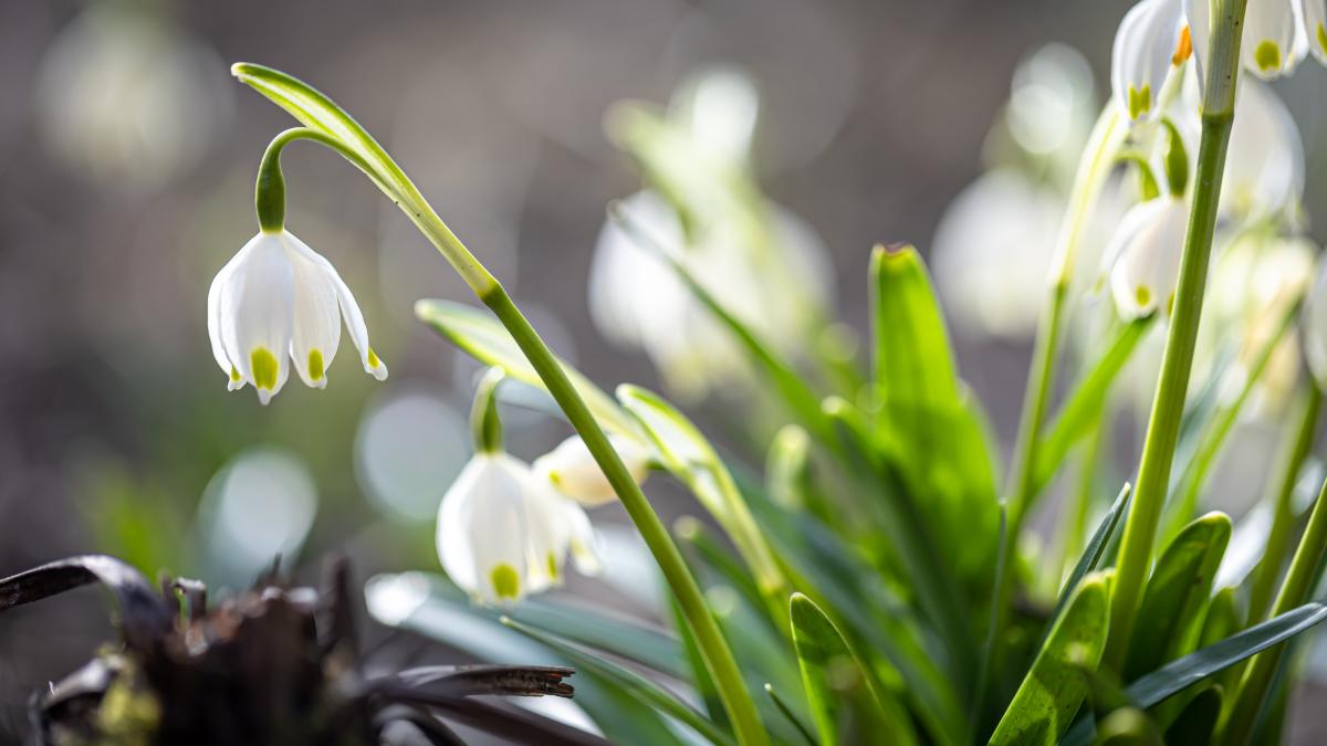 vine-sau-nu-primavara-florinela_29350700