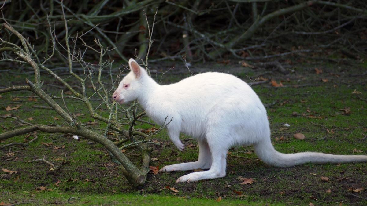 cangur-alb-specii-invazive_60962600