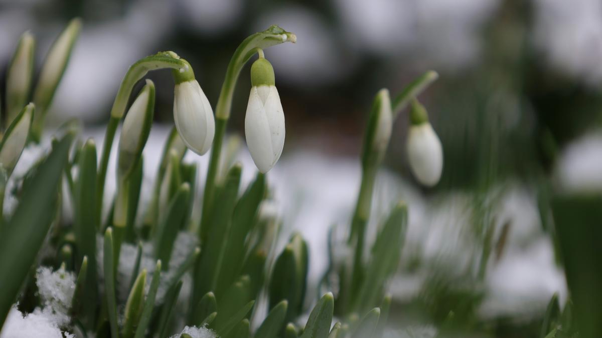 vremea-16-martie_85945800