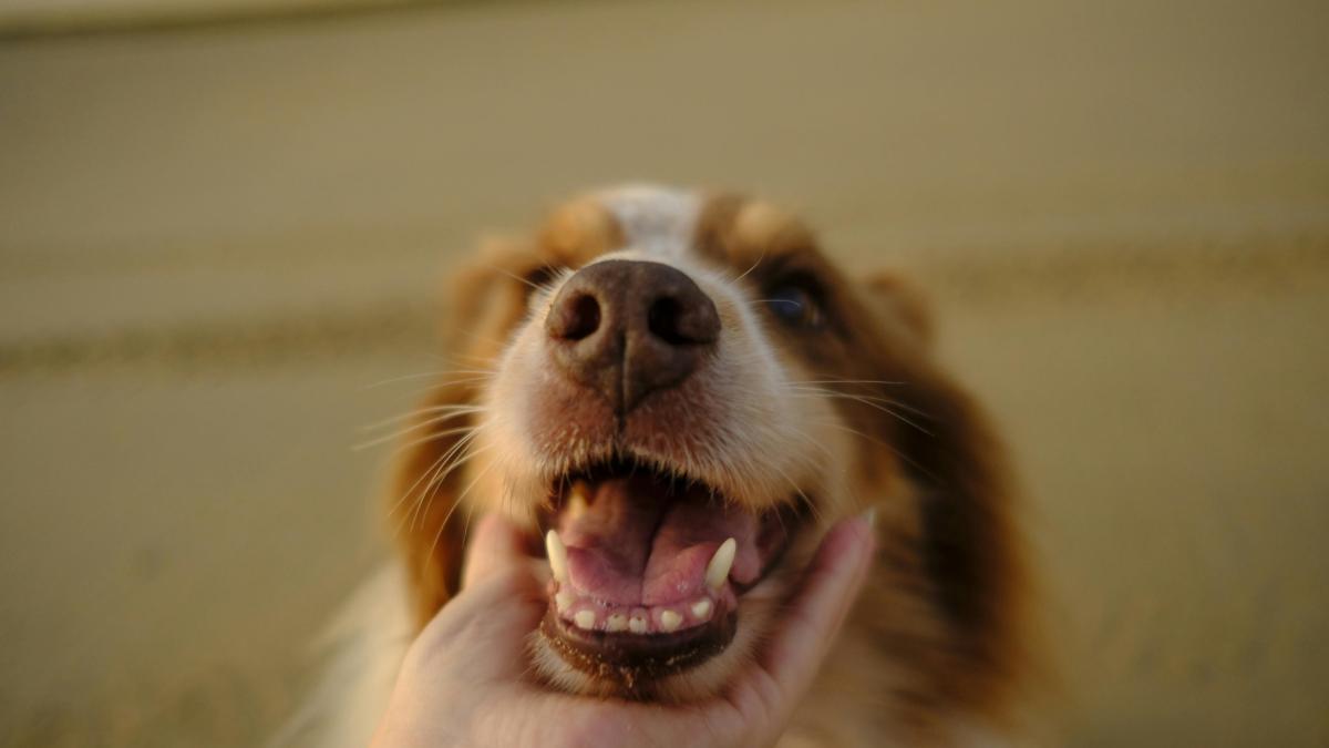 catel-caine_82024300