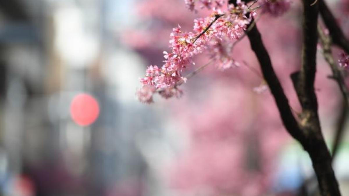 copaci-infloriti-ciresi-japonezi-primavara_78847900