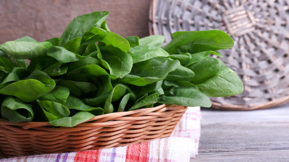 frunze-de-macris-1_60098100