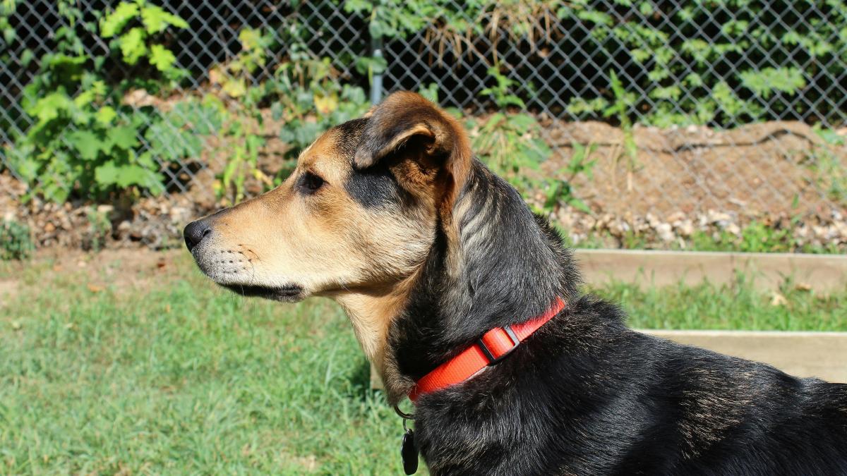 caine-pexels-lgouley-142622_21923200