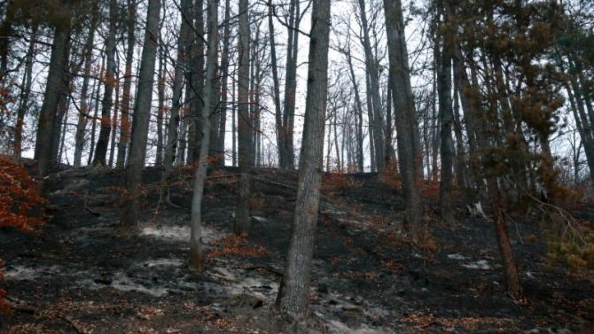 incendiu-padure_72250800