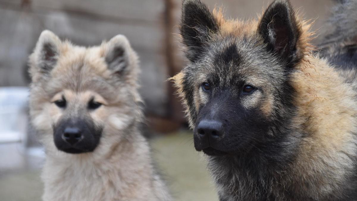 animale-fara-stapan-dc--anima_78342700