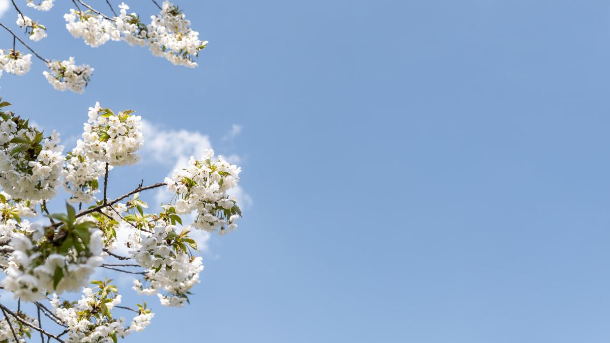 beautiful-flowering-tree-with-serene-sky_72773800