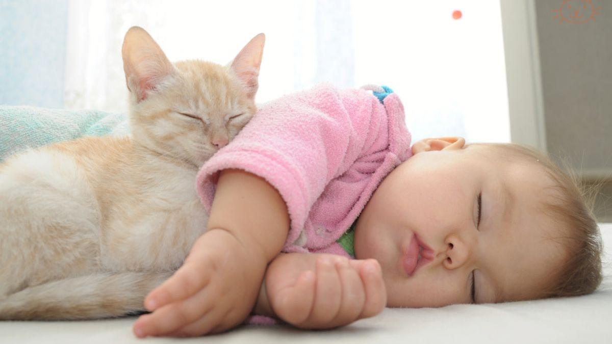 veterinarii-de-la-joyvet-explica-cum-pisicile-i-nou-nascu-ii-pot-deveni-prieteni_65515600