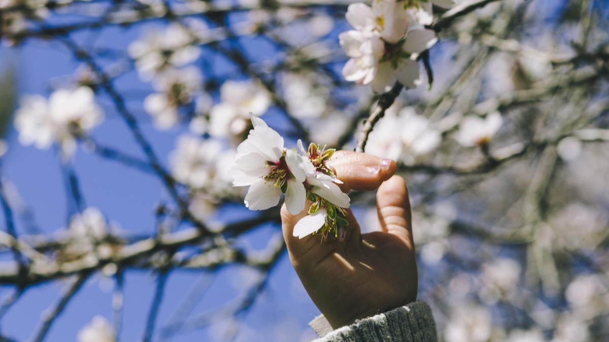 crop-hand-touching-blooming-branch_94330900