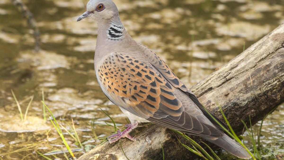 turturica-porumbel_49742400