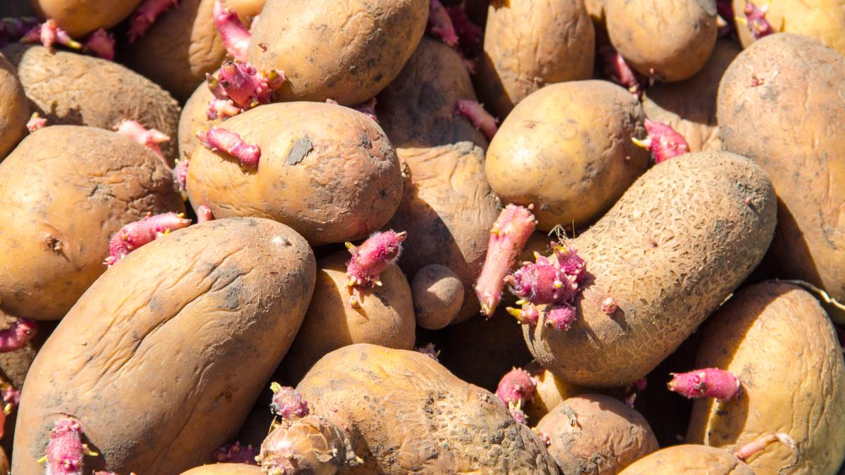 cartofi-incoltiti_41691700