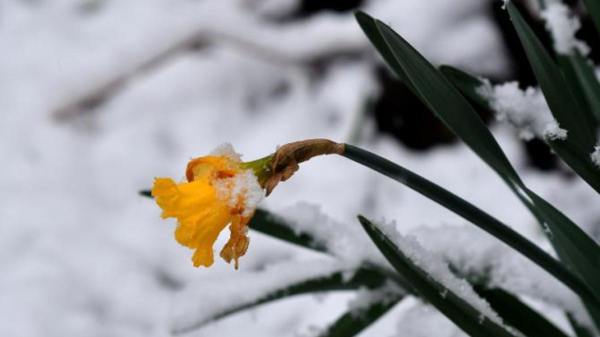 zapada-primavara-florinela-georgescu_97486300