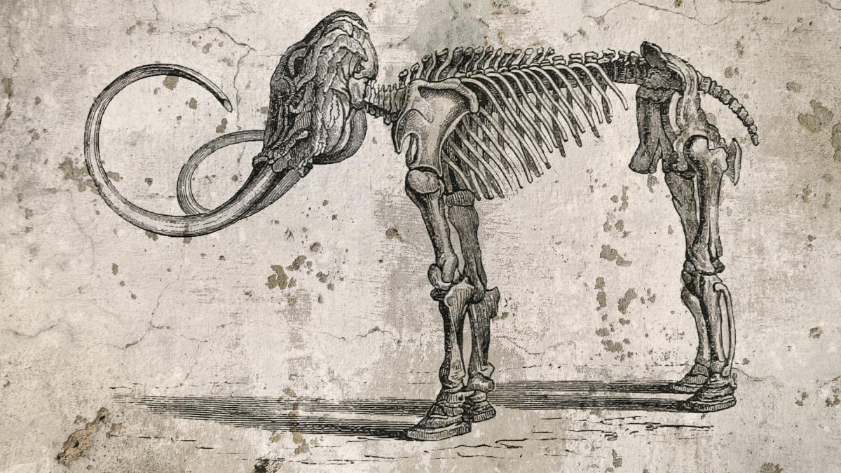 animale-preistorice_67252700