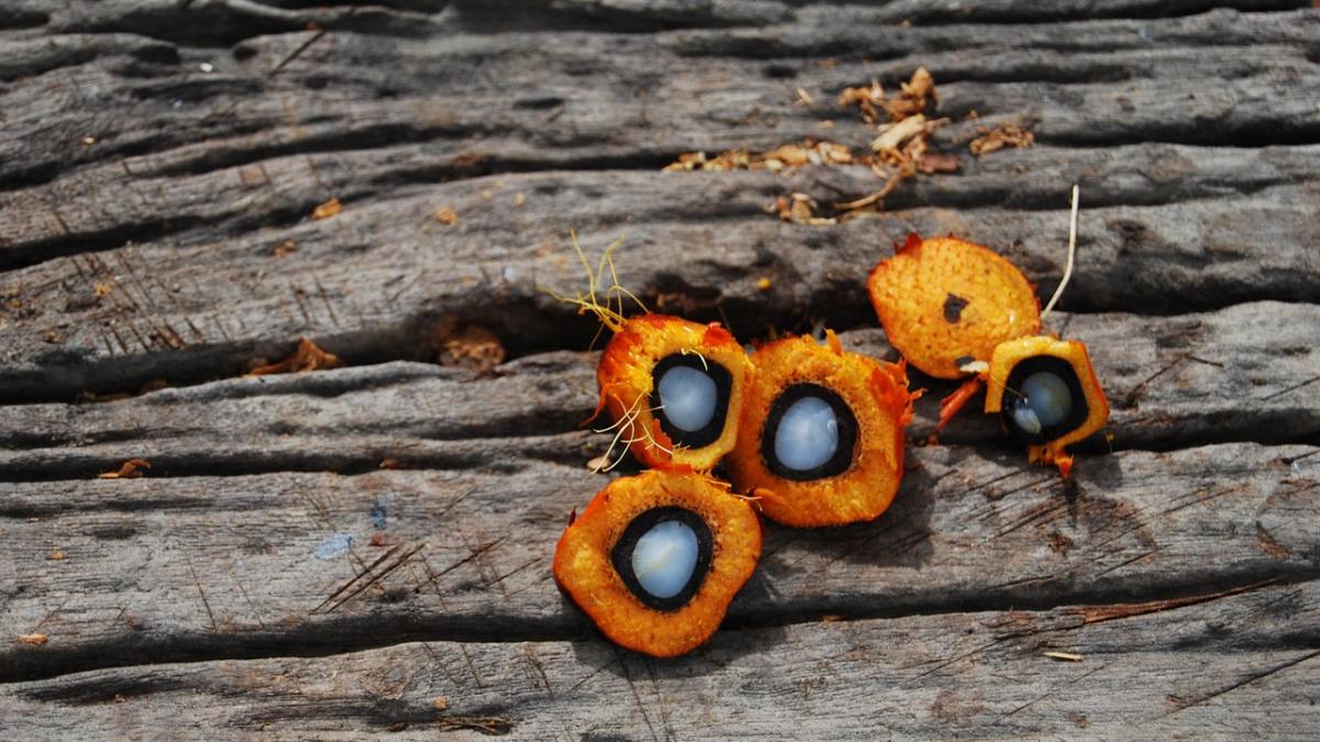 ulei-de-palmier-bilic_53949900