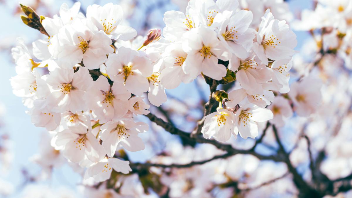 vreme-calda-pexels_34448700