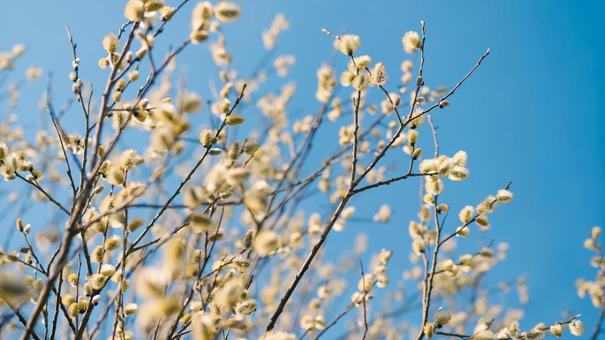 traditii-superstitii-florii_64501200