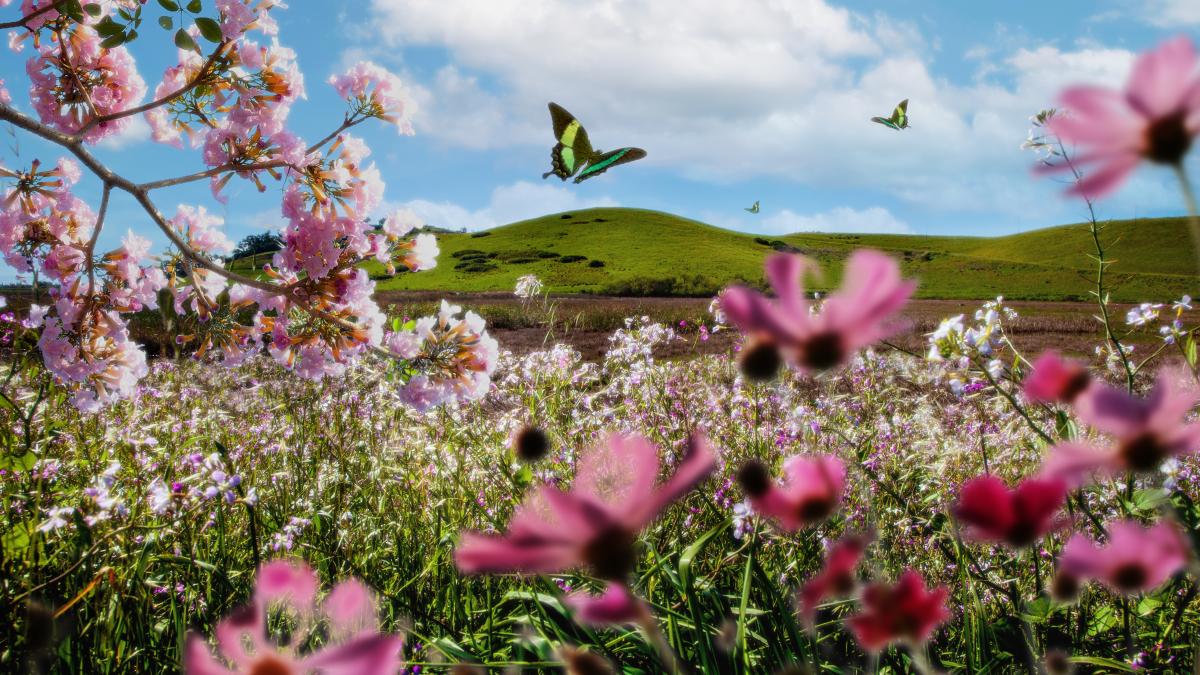 spring-landscape-with-flowers-butterflies_36012500
