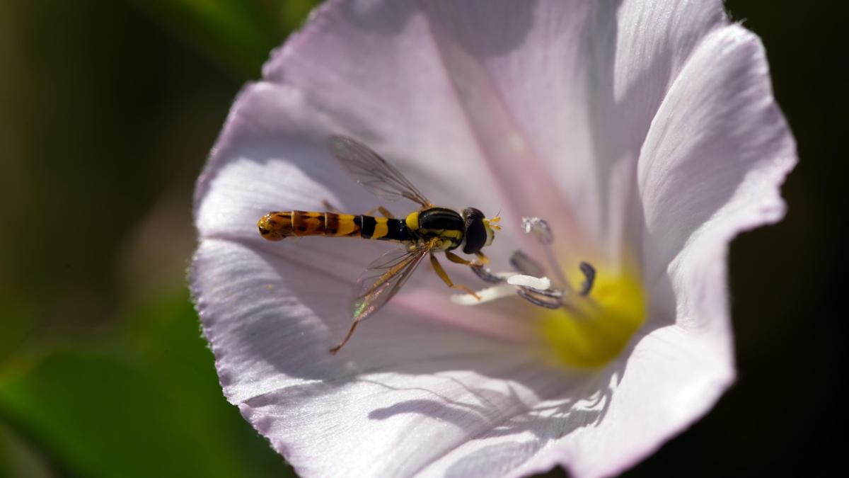 volbura-rochita-randunicii-bindweed-floare-salbatica_52276800