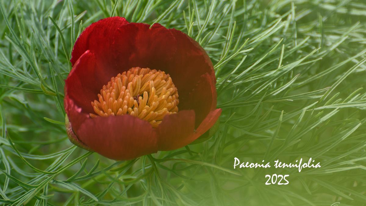 bujor-de-stepa_38869900