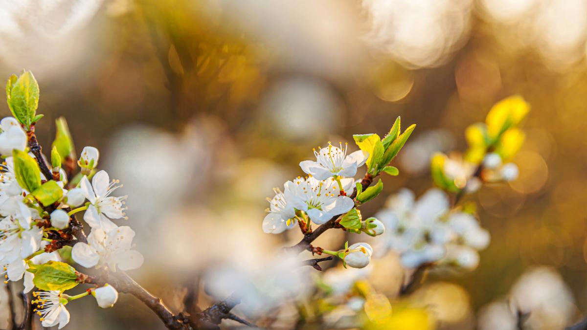 primavara-flori-de-cires_48008100