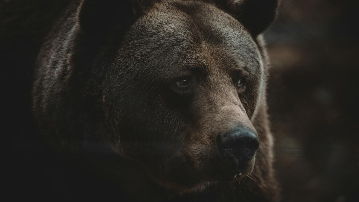 problema-ursilor-harjoaba_19145500