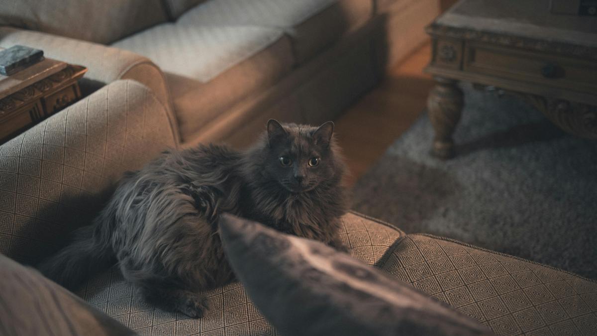 par-de-animale-in-casa_96720100