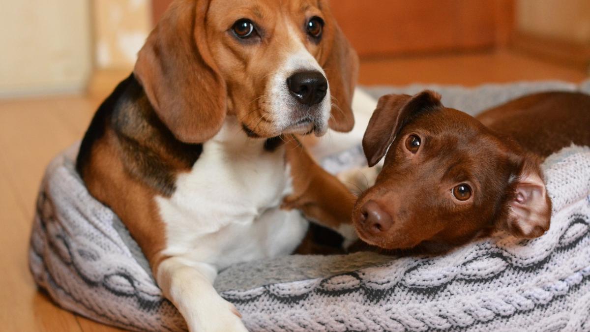 caini-afectiune-studiu_17975300