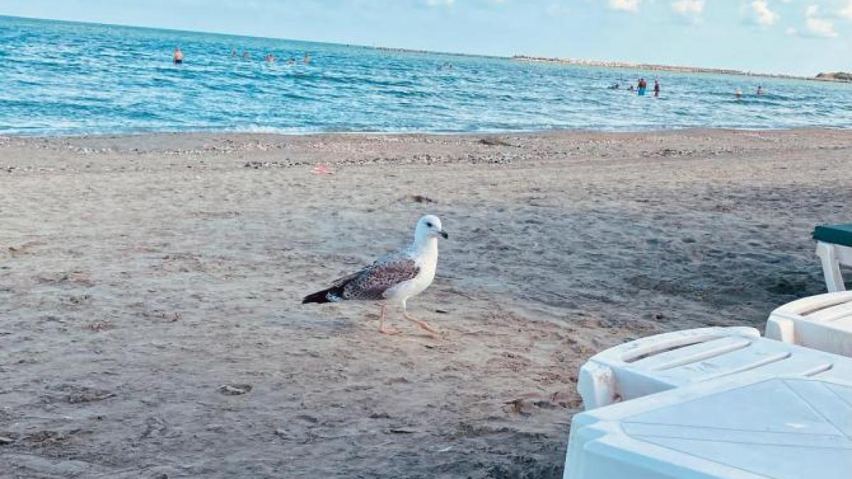 plaja-mare-arhiva_66551500