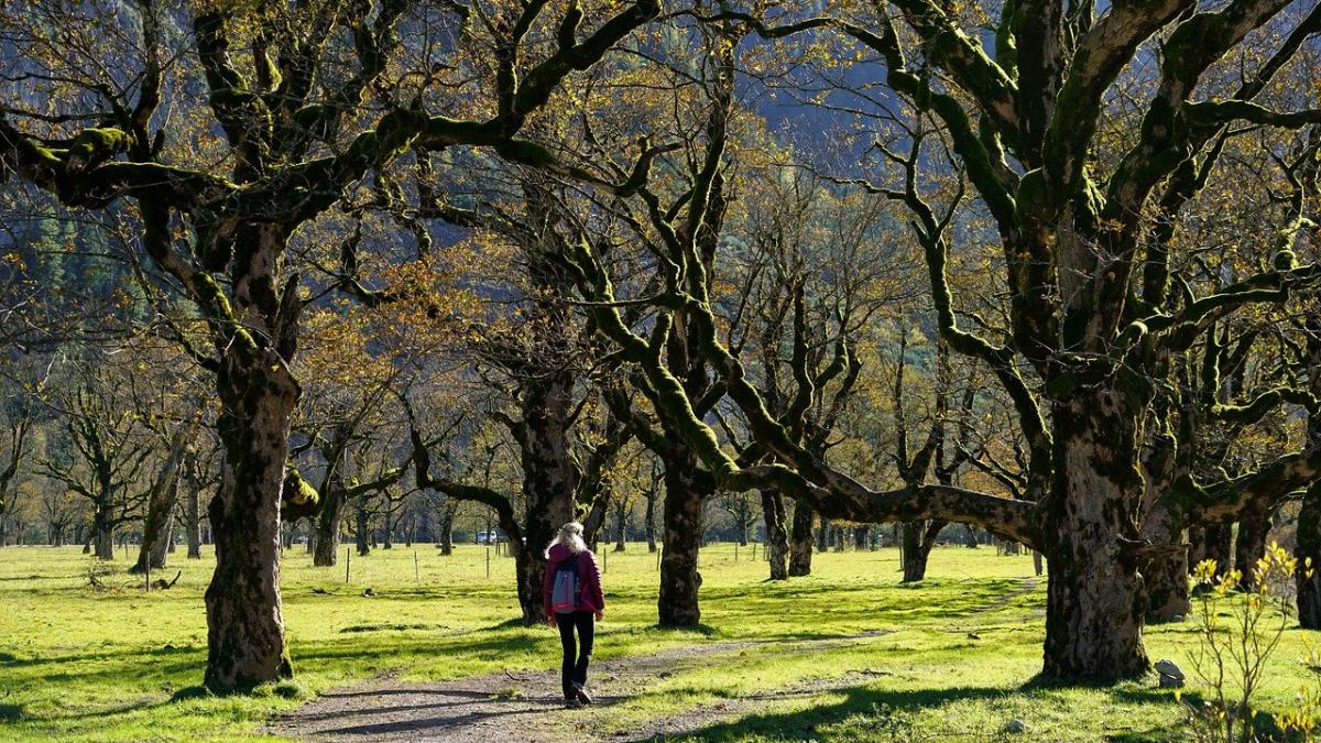 copaci-eclipsa-studiu_23340300