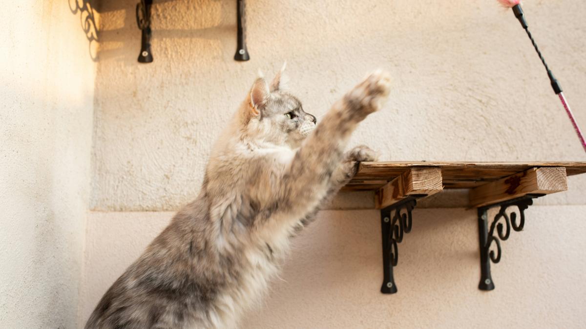 pisica-mobila_36453100