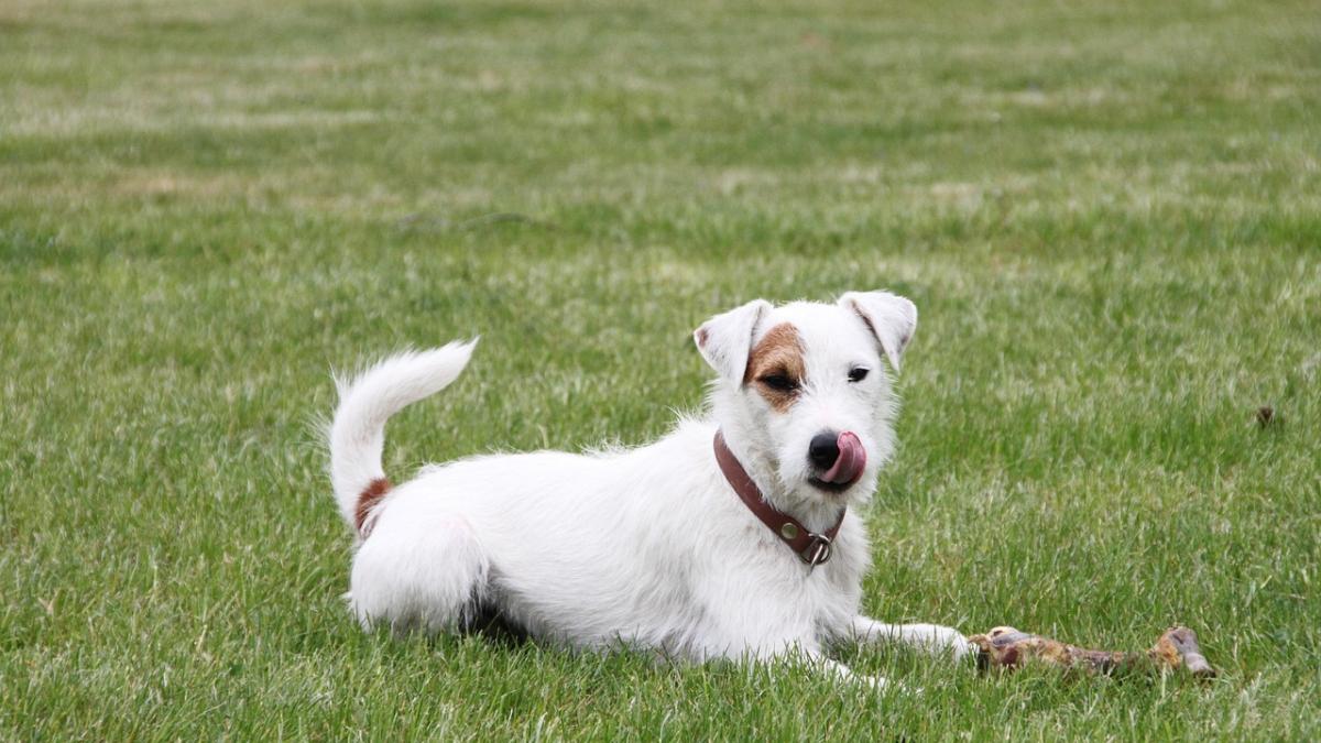 catel-caine-oase_42563700