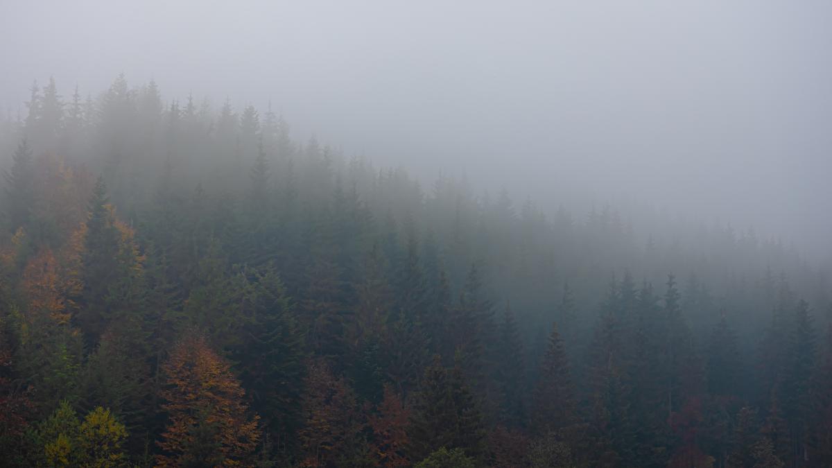 foggy-autumn-mountain-landscape-with-spruce-forest_44680500