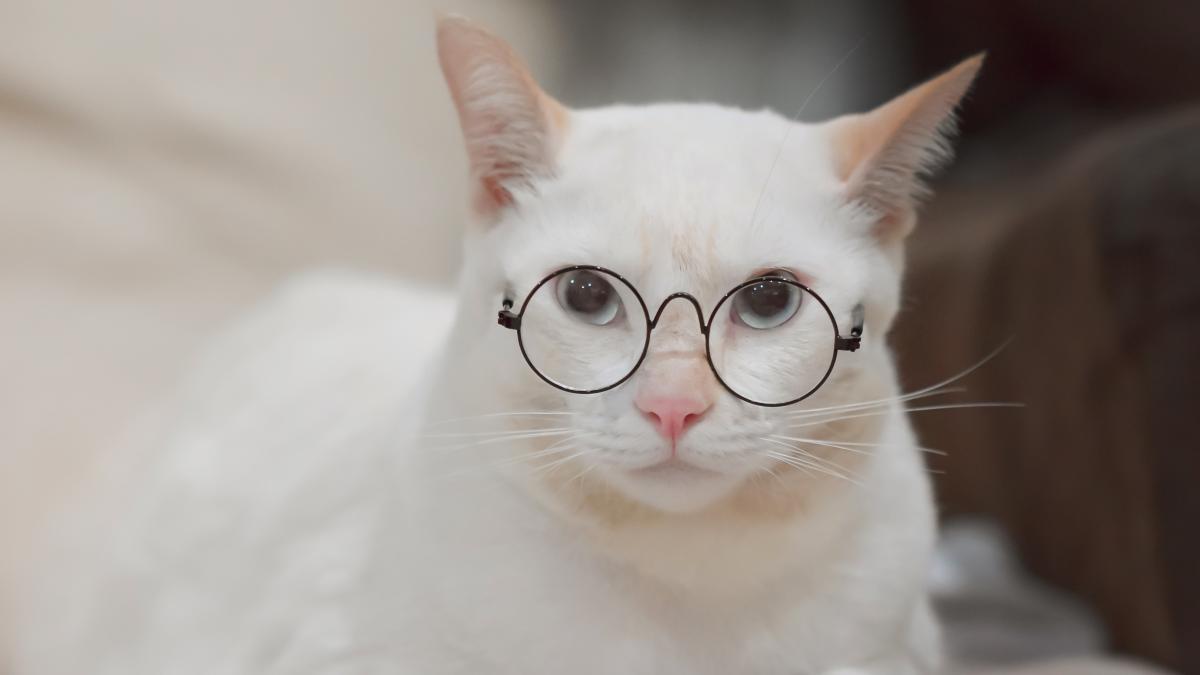 pisica-studiu_56989500