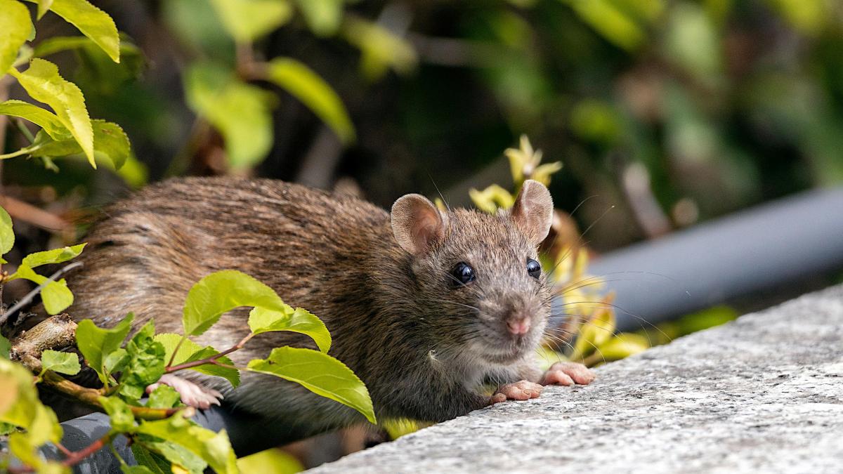 sobolan-soarece_61581200