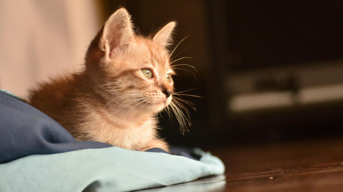 pexels-hiang-kanjinna-327716-1629062_95610800