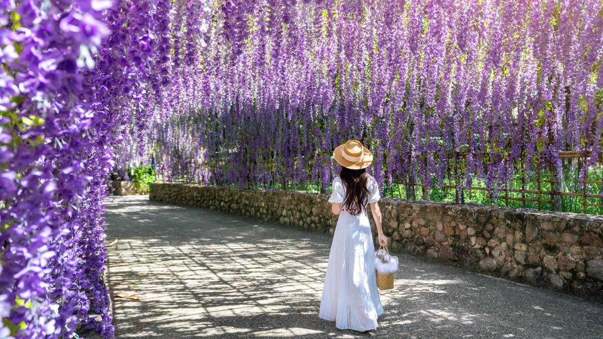beautiful-girl-walking-purple-flower-tunnel-chiang-rai-thailand_69691300