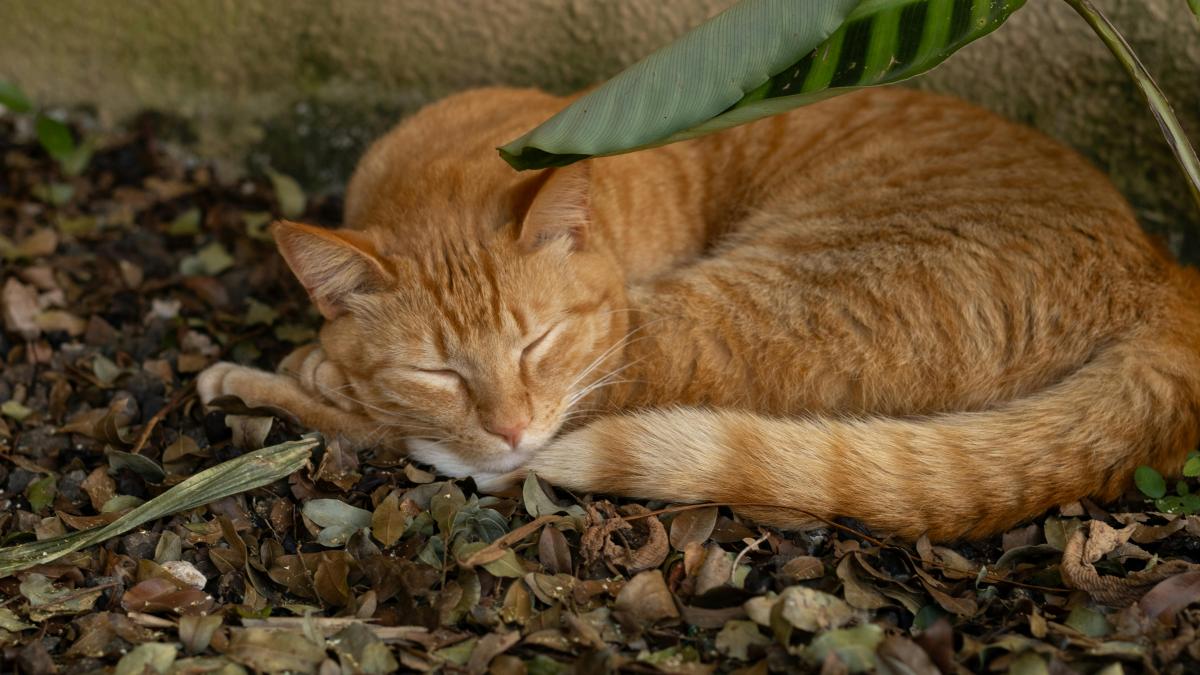 pisica-portocalie-pexels_44687700