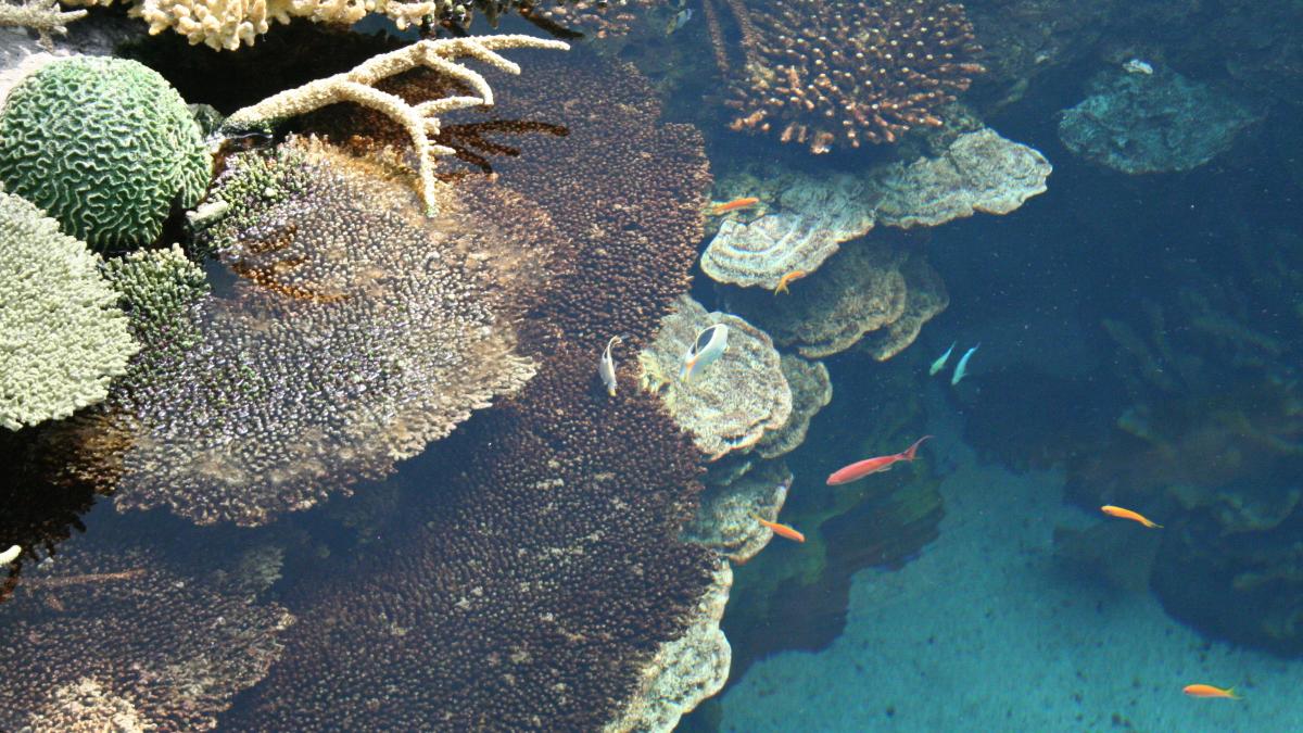 milioane-de-dolari-alocati-de-australia-pentru-ameliorarea-calitatii-apei-in-zona-marii-bariere-de-corali_65085900