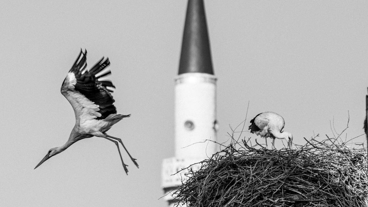 pexels-shndgd-2247593berze_72068800