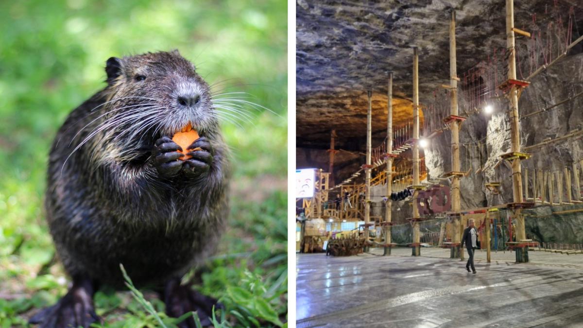 am-salvat-castorii--am-pierdut-salina_90979000