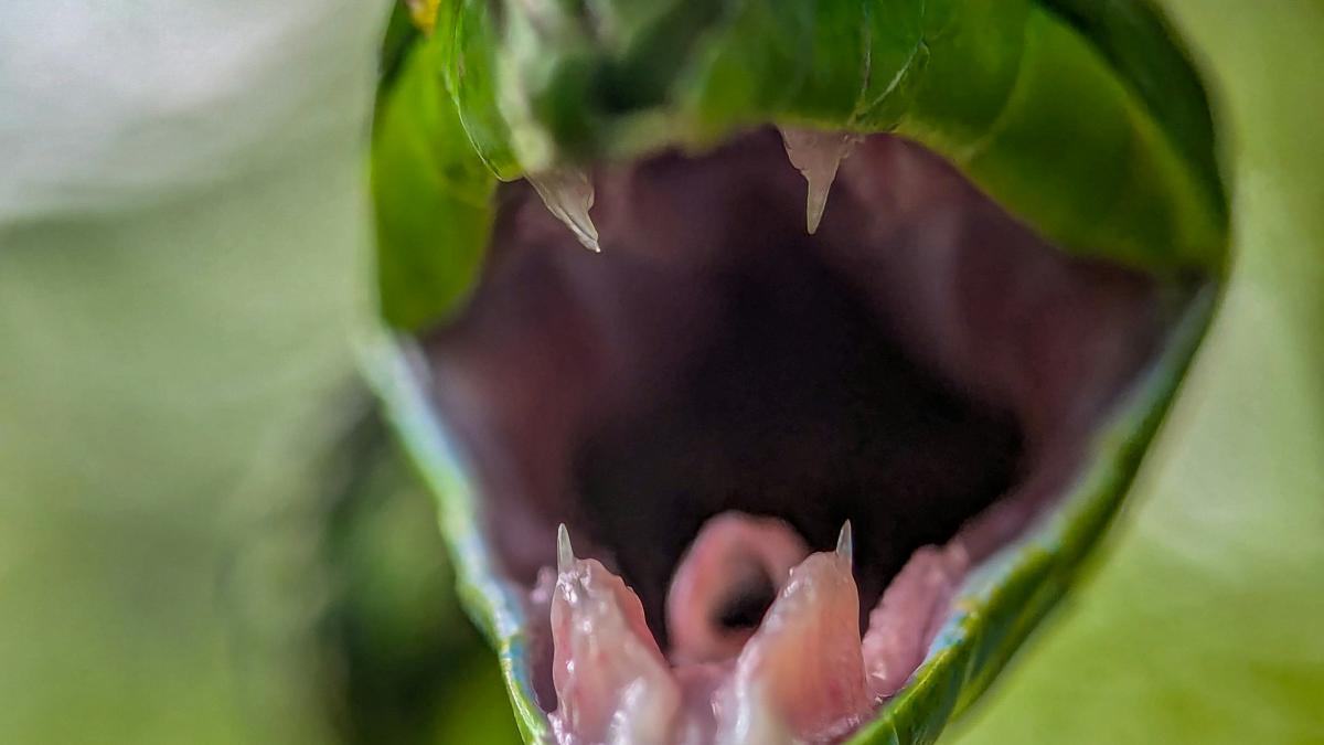 muscat-serpi_39055500