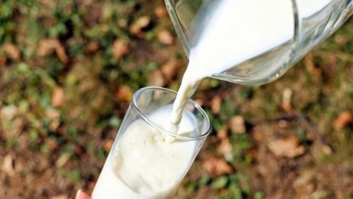 lactate-fara-vaci-pixabay_26689700