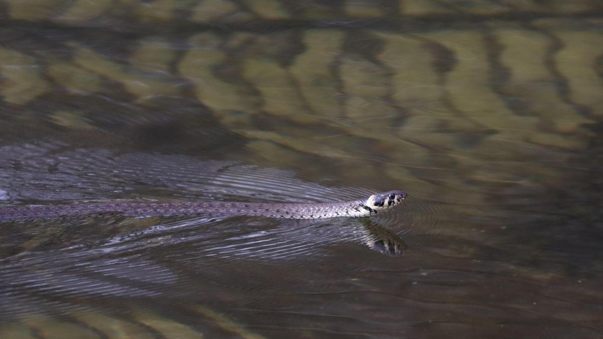 destinatie-vacanta-sapre-invazie_05214300